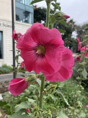 Alcea