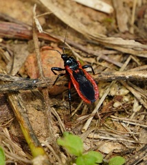 Ectrychotes dispar