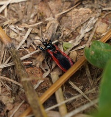 Ectrychotes dispar