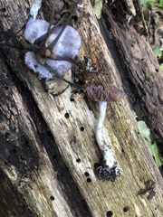 Cortinarius violaceus