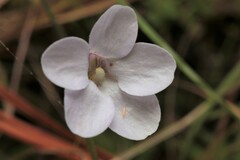 Pinguicula pumila
