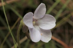 Pinguicula pumila