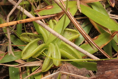 Pinguicula pumila