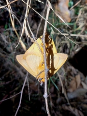 Ophiusa disjungens