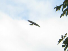 Buteo jamaicensis
