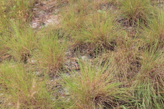 Schizachyrium tenerum