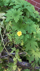 Stylophorum diphyllum