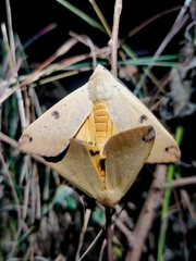 Ophiusa disjungens