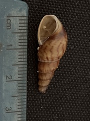 Melanoides tuberculata