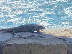 Ctenosaura hemilopha