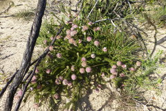 Serruria trilopha