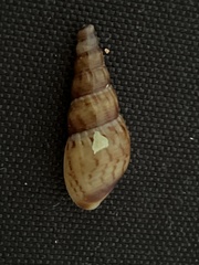 Melanoides tuberculata