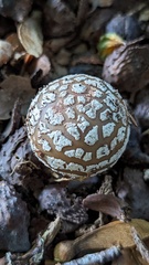 Amanita pantherina