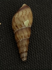 Melanoides tuberculata