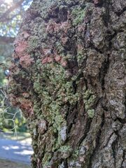 Herpothallon rubrocinctum