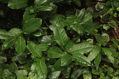 Ilex perado subsp. platyphylla image