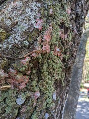 Herpothallon rubrocinctum