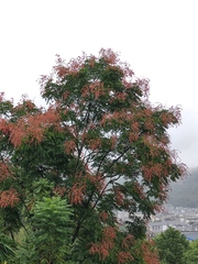 Koelreuteria bipinnata