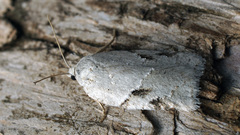 Acleris kochiella