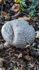 Amanita excelsa