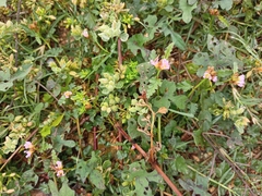 Melochia corchorifolia