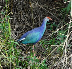 Porphyrio poliocephalus