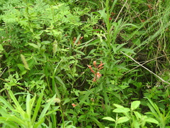 Dicliptera squarrosa