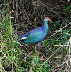 Porphyrio poliocephalus