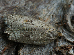 Acleris kochiella