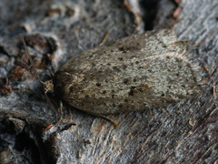 Acleris kochiella