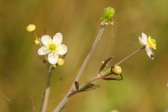 Ranunculus apiifolius