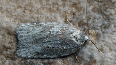 Acleris kochiella