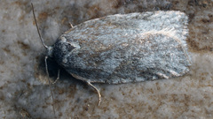 Acleris kochiella