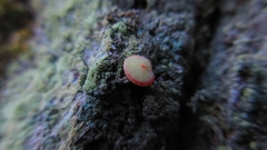 Neuroterus quercusbaccarum