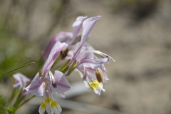 Gladiolus virescens