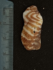 Arca pacifica