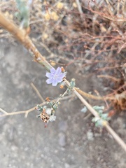 Stephanomeria diegensis