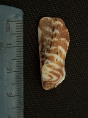 Arca pacifica