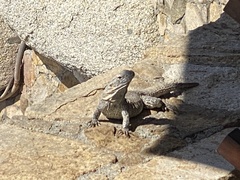 Ctenosaura hemilopha