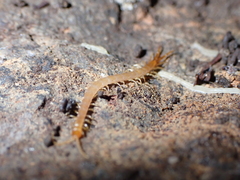 Scolopendromorpha