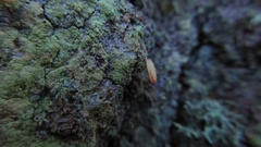 Neuroterus quercusbaccarum