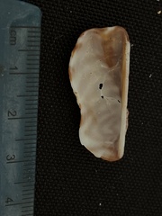 Arca pacifica