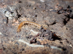 Scolopendromorpha