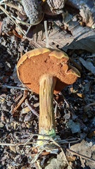 Chalciporus piperatus