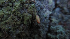 Neuroterus quercusbaccarum