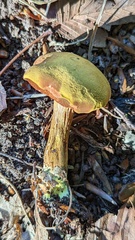 Chalciporus piperatus