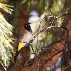 Pycnonotus xanthopygos