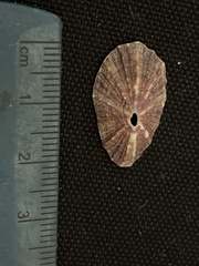 Fissurella microtrema