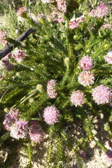 Serruria trilopha