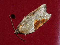 Acleris laterana